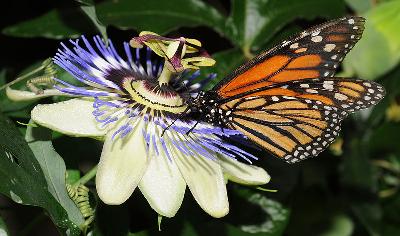 Бабочка данаида-монарх – гордость Панама-Сити
