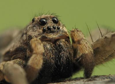 Панамский паук-птицеед – пушистый друг или злейший враг?