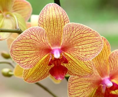 Орхидеи – главное украшение Панамы