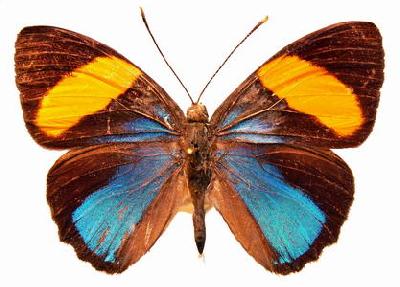 Природа бабочек из Панамы: разнообразие калликора