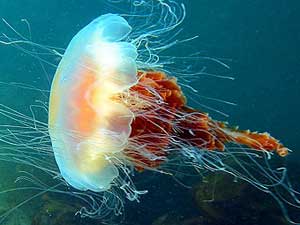 Медуза – красивое и опасное существо в водах у Панама-Сити