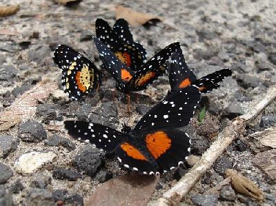 Хлозина яная – черная бабочка из Панама-Сити