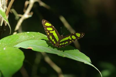 Сипроета стелена и сипроета эпаф – две бабочки в одной местности Панамы