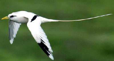 Птицы Панамы: Фаэтон