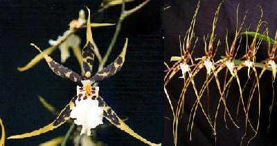 Орхидеи Панамы: Брассия (Brassia) или Орхидея Паук