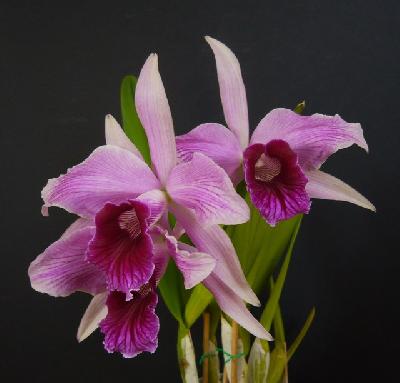 Орхидеи Панамы: Софронитис пурпурный (Sophronitis purpurata) или Лелия пурпурная (Laelia purpurata)
