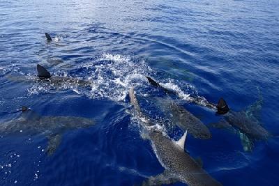 Кишит ли море возле Панама-Сити галапагосскими акулами?