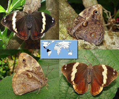 Бабочки опсифаны в Панама-Сити – ночные гостьи тропической Америки