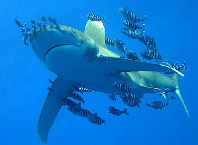 Длиннокрылая акула – самый опасный житель океана близ берегов Панамы