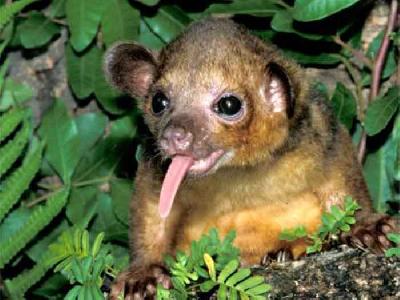 Кинкажу – мишка с большими глазками из Панамы