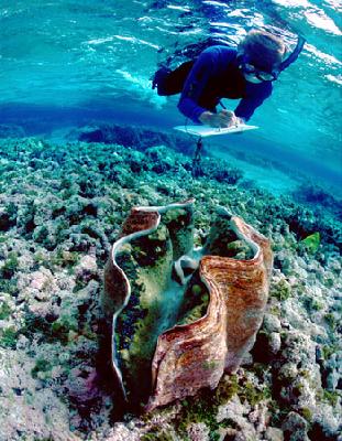 Тридакна – самый большой двухстворчатый моллюск в мире и Панаме