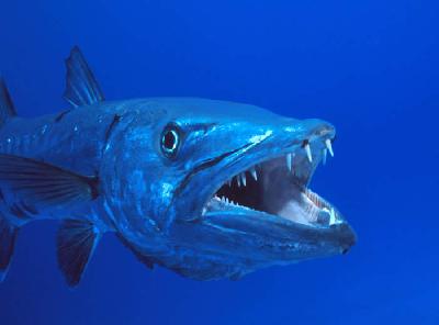 Большая барракуда – зубастая жительница подводной природы Панамы