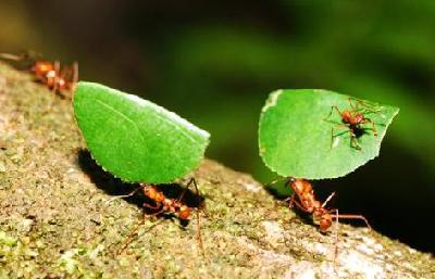 Панама и муравьи-листорезы