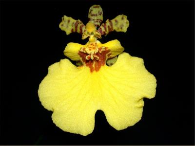 Орхидеи Панамы: представители рода Онцидиум (Oncidium)