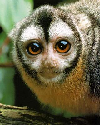 Трехполосая дурукули – редкая обезьяна около Панама-Сити