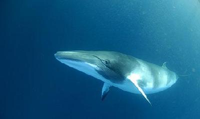 Синий кит – редкий гость вод Панама-Сити