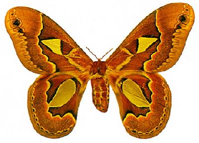 Бабочка ротшильдия – изящная природная красота природы Панамы