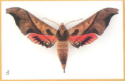 Адемариус дарийский – быстрая панамская бабочка
