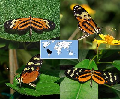 Бабочки механитис из Панама-Сити – три знаменитых вида