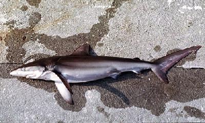 Темная акула - по одну сторону республики Панама
