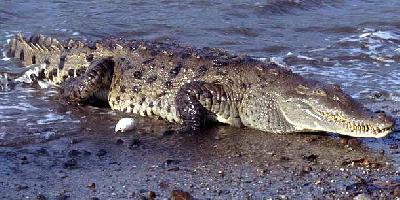 Американский острорылый крокодил в Панаме – под водой и на воде