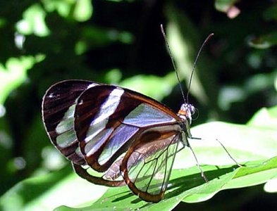 Бабочки итомия ксенос и итомия патилла в Панама-Сити