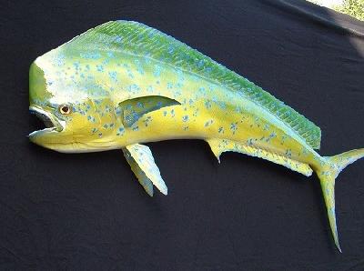Большая корифена или махи-махи – океанская «золотая рыбка» у берегов Панама-Сити