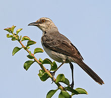 Пересмешник: панамская певчая птица