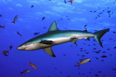 Шелковистая акула или шелковая акула – панамский хищник с нежным названием