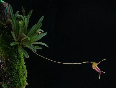Орхидеи Панамы: малышка Тризетелла