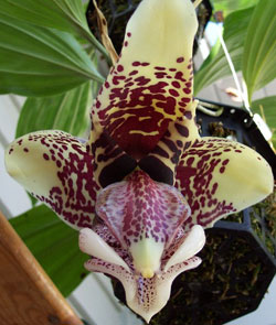 Орхидеи Панамы: Орхидея-бык