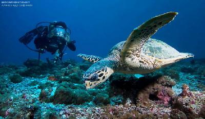 Черепаха бисса – поедающая ядовитых панамских существ
