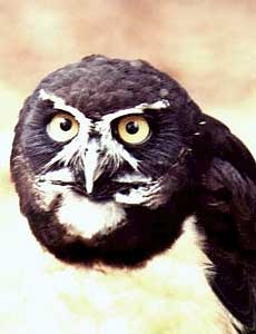 Очковая сова – мудрая и очень опасная птичка из Панамы