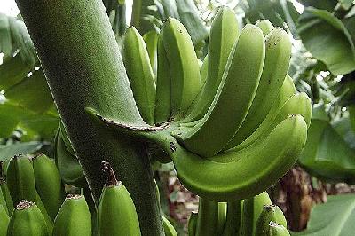Очерк панамских бананов
