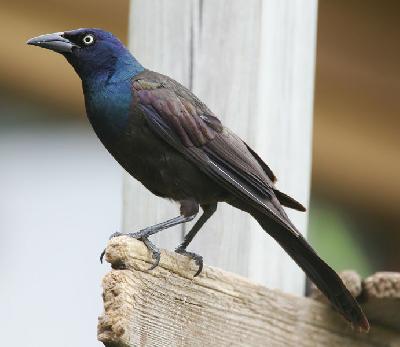 Птицы Панамы: Гракл обыкновенный