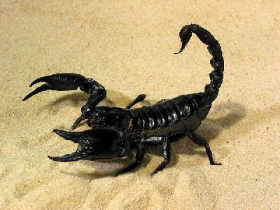 Скорпионы – древнейшие членистоногие Панамы