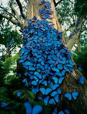 Бабочка морфо в Панама-Сити – разнообразие видов небесной красоты