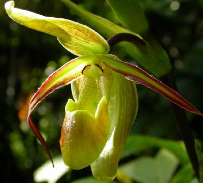 Орхидеи Панамы: Фрагмипедиум длиннолистый  или венерины башмачки
