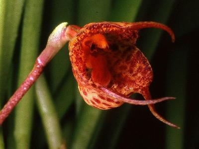 Орхидеи Панамы: Дракула