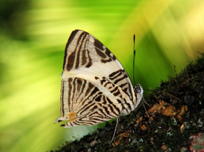 Мозаичная бабочка из Панама-Сити – утонченная порхающая красота природы Панамы