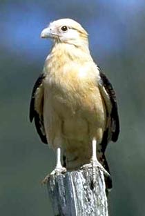 Птицы Панамы: химахима, или каракара желтоголовый