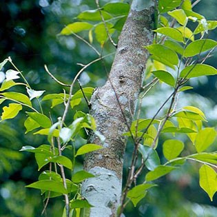 Сандаловое дерево: Панама и не только