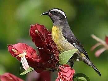 Банановый певун – сахарная птица Панамы