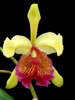 Орхидеи Панамы: красавица Каттлея Доу  (Cattleya dowiana)