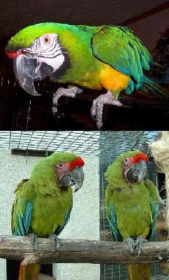 Птицы Панамы: Большой зелёный ара