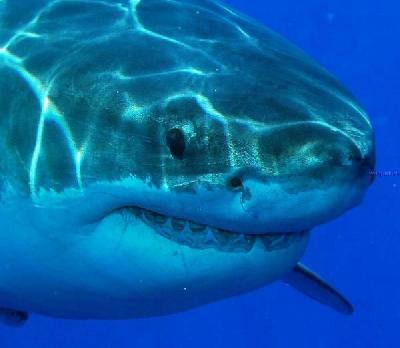 Бычья акула – одна из самых опасных акул в мире поджидает неудачников и в Панаме