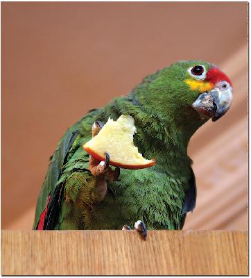 Краснолобый амазон – панамская птичка с характером