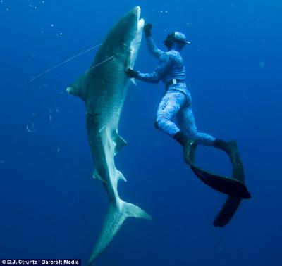 Тигровая акула – самая опасная акула в мире таится и в панамских водах