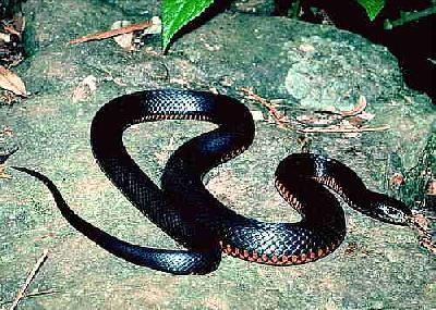 Панамские змеи - самые агрессивные в Латинской Америке