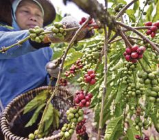 Панама увеличивает производство кофе сорта арабика.